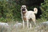 KANGAL 039